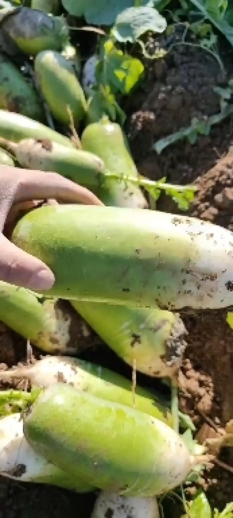 河南精品青萝卜大量上市，产地直发，支持电商，市场，加工厂