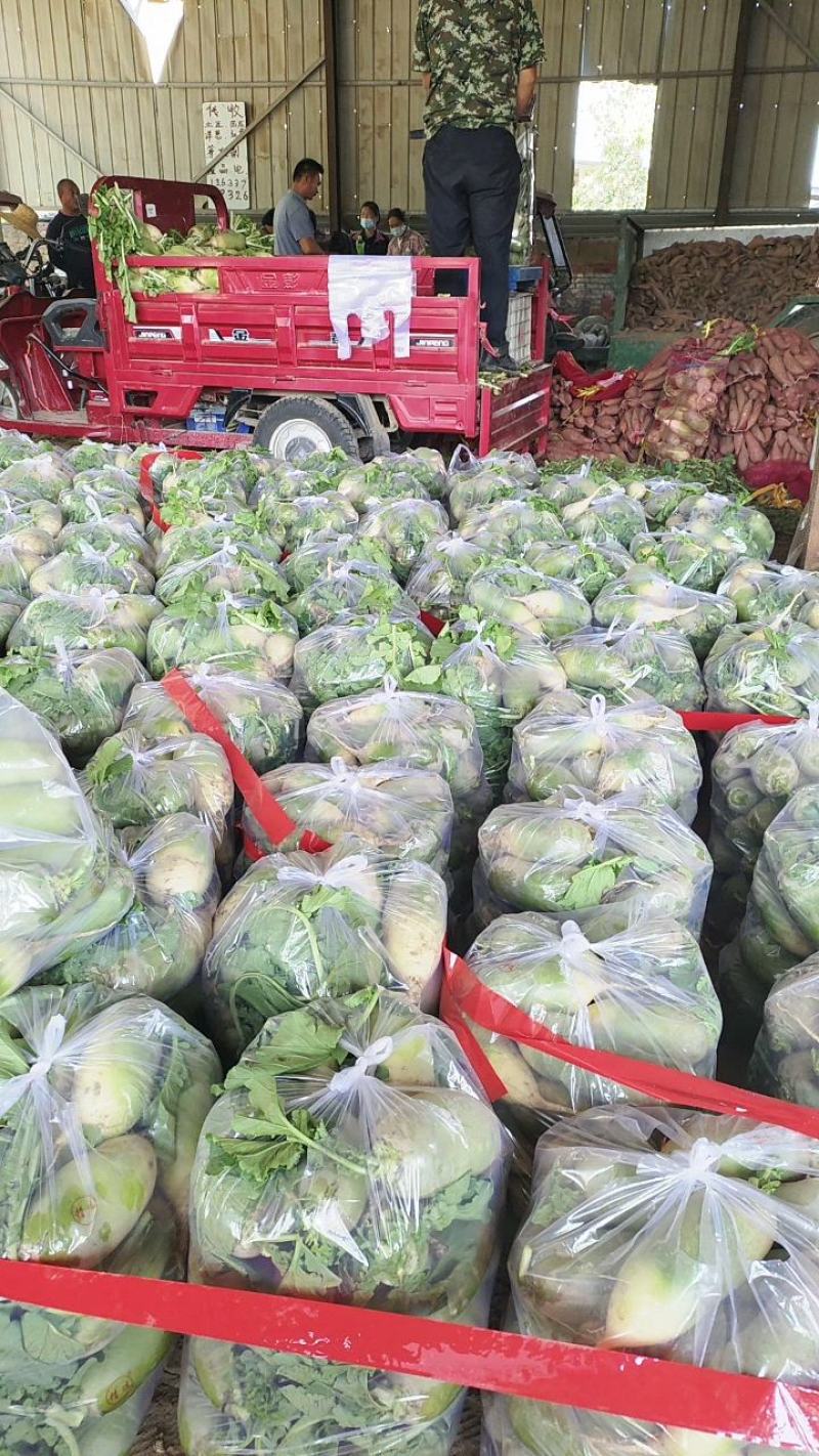 河南精品青萝卜大量上市，产地直发，支持电商，市场，加工厂