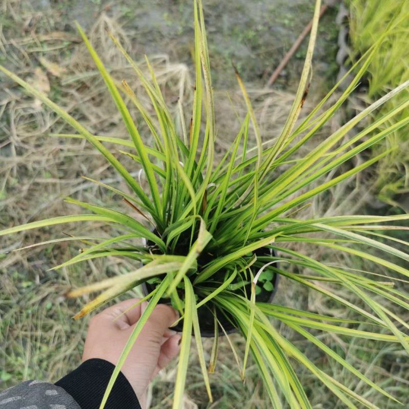 本苗圃常年供应精品金叶石菖蒲，规格齐全，质优价廉