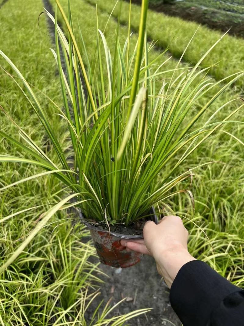 本苗圃常年供应精品金叶石菖蒲，规格齐全，质优价廉