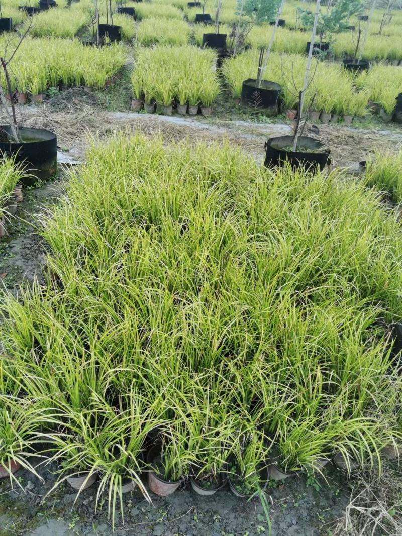本苗圃常年供应精品金叶石菖蒲，规格齐全，质优价廉