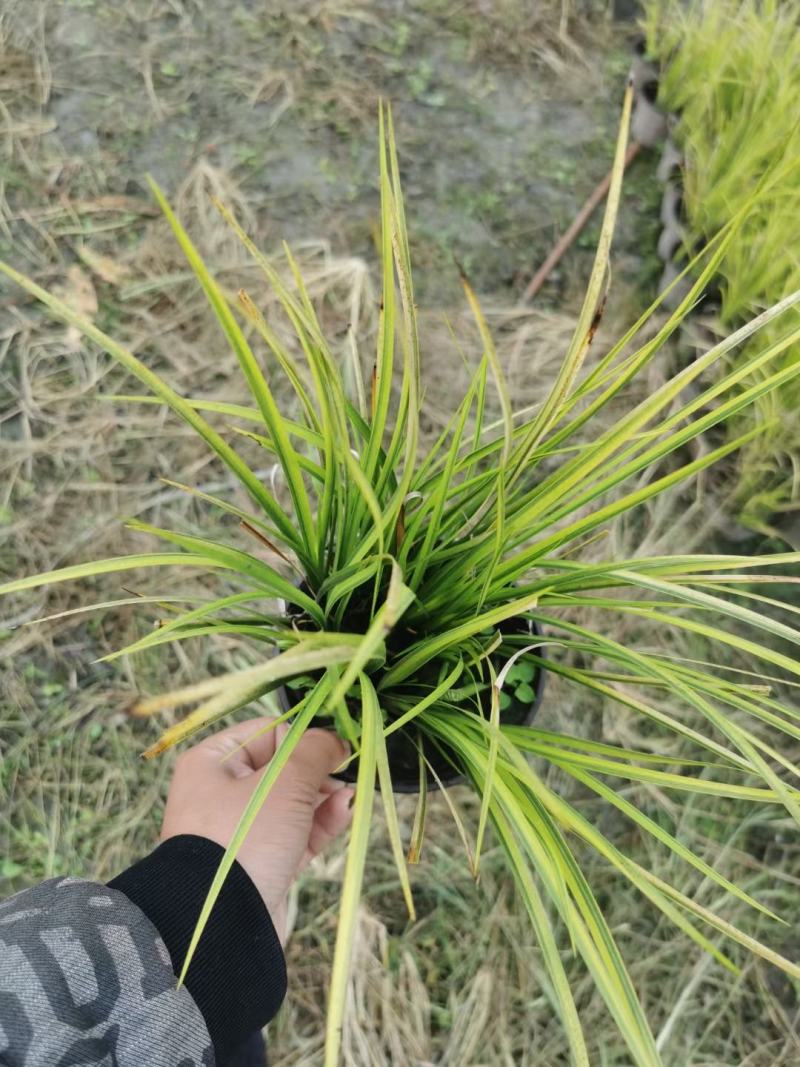 本苗圃常年供应精品金叶石菖蒲，规格齐全，质优价廉