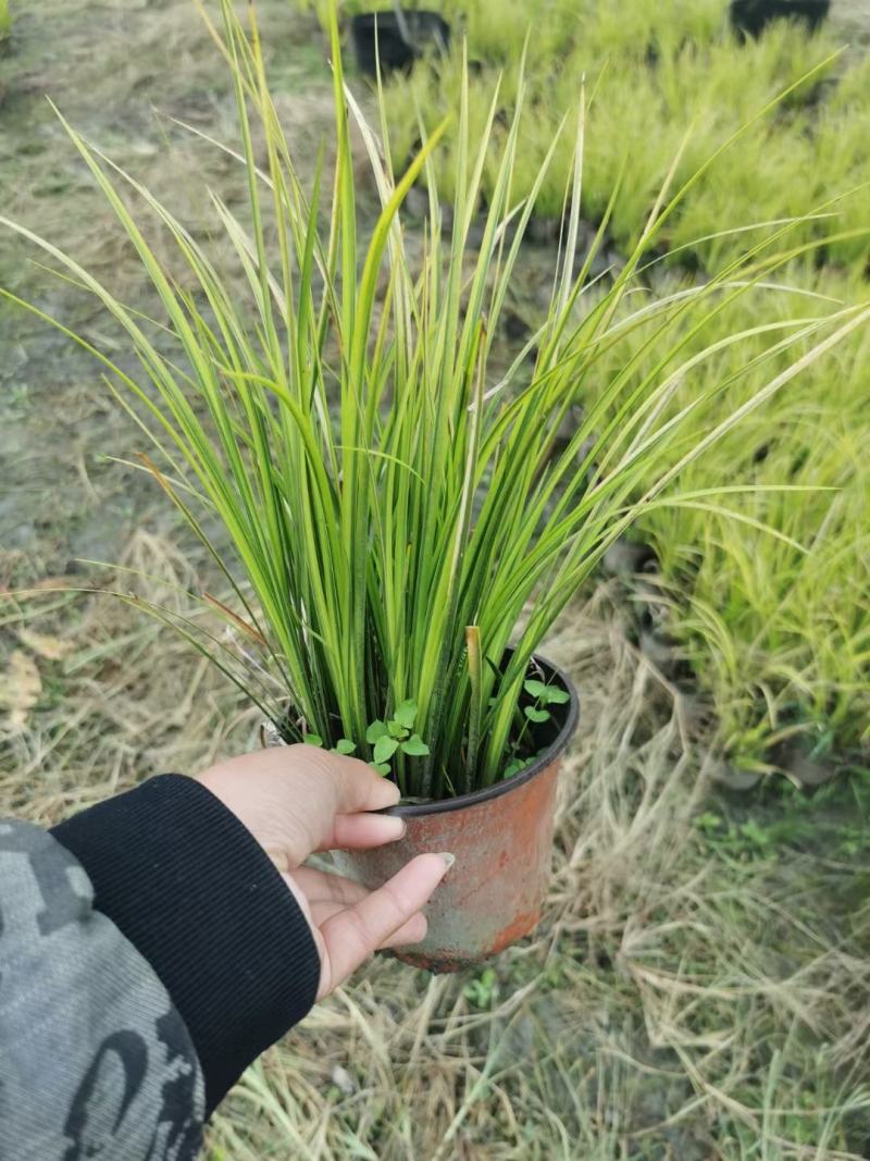 本苗圃常年供应精品金叶石菖蒲，规格齐全，质优价廉