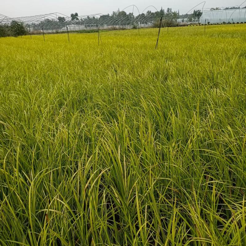 本苗圃常年供应精品金叶石菖蒲，规格齐全，质优价廉
