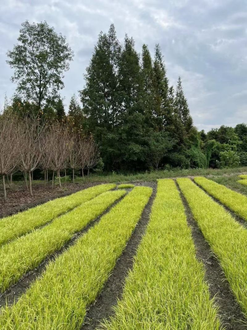 本苗圃常年供应精品金叶石菖蒲，规格齐全，质优价廉