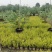 本苗圃常年供应精品金叶石菖蒲，规格齐全，质优价廉