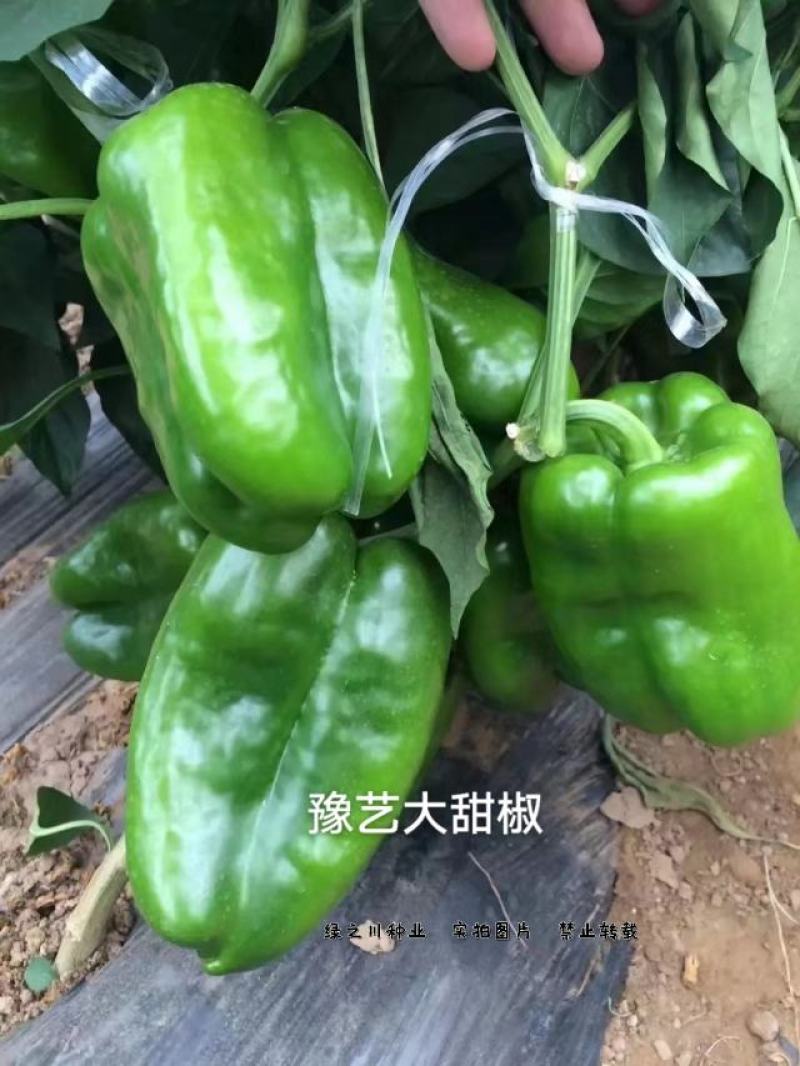 豫甜大甜椒种子果实近方形肉厚，早熟甜椒品种春秋两用