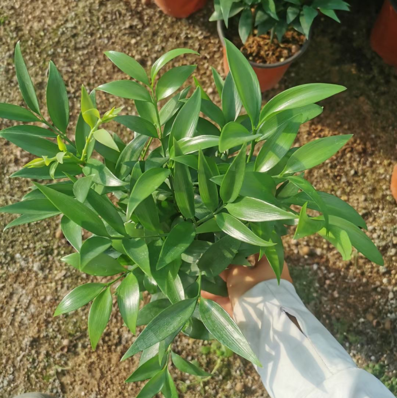 竹柏，大量出售各规格，量大从优，欢迎大家前来选购