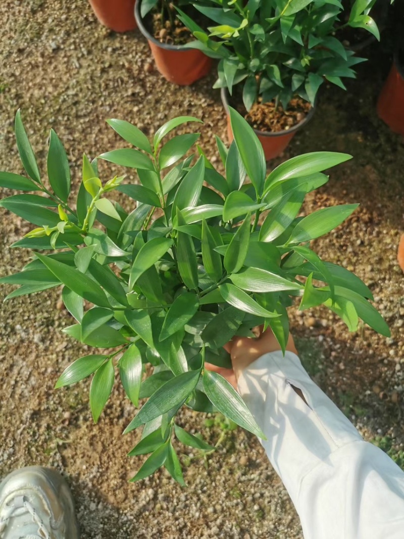 竹柏，大量出售各规格，量大从优，欢迎大家前来选购