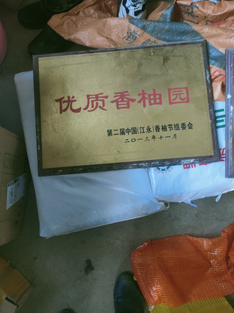 高山老树！正宗江永老树香柚！皮超薄，水分足，糖分高