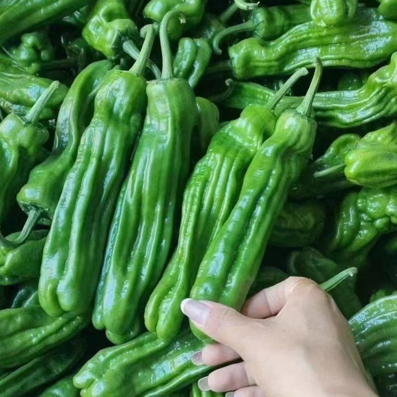 精品301辣椒301泡椒河南夏邑万亩鲜辣椒大量供应