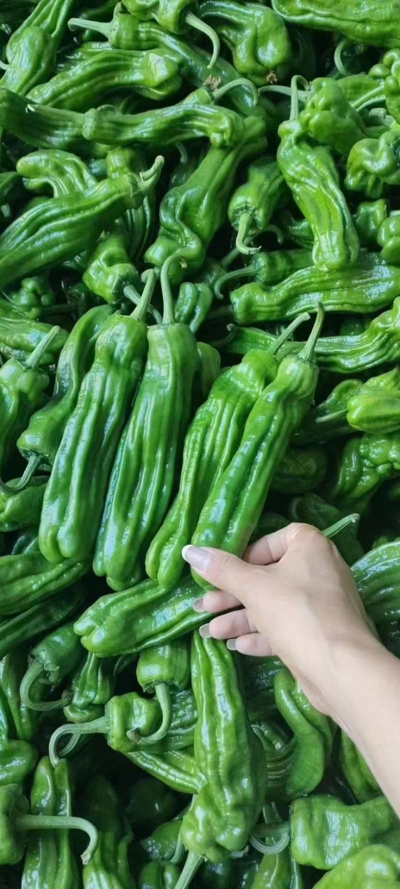 精品301辣椒301泡椒河南夏邑万亩鲜辣椒大量供应