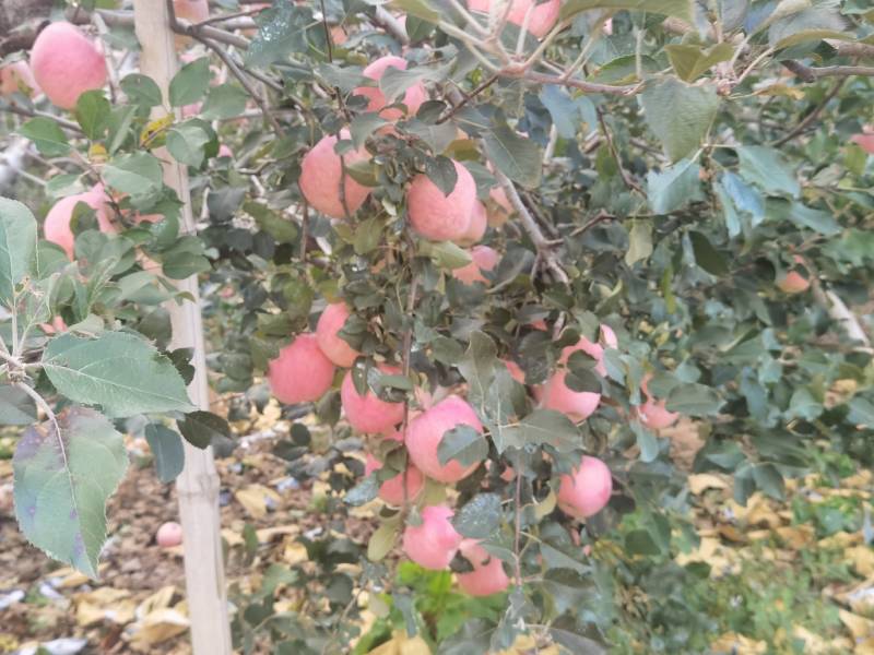 烟台红富士苹果冰糖心大量上市