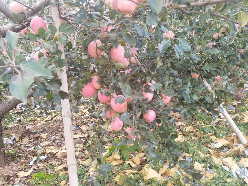 烟台红富士苹果冰糖心大量上市