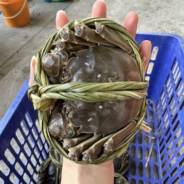 大闸蟹，批发价，支持一件代发，一手货源！