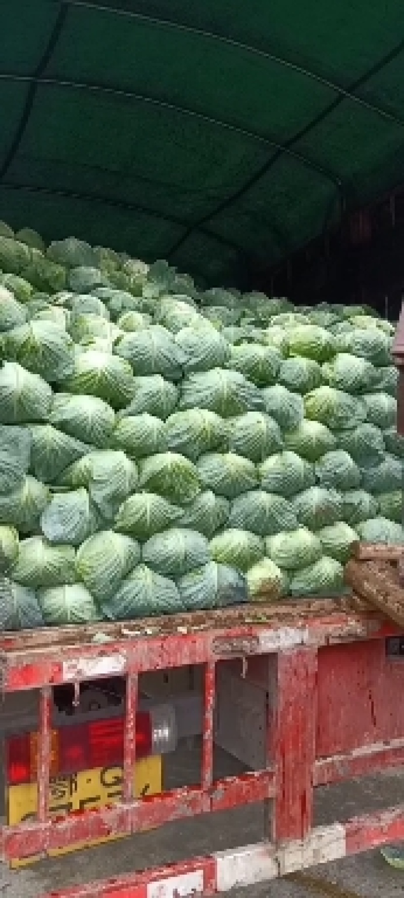 【丰园913甘蓝】产地直发一手好货源，保质保量欢迎来电