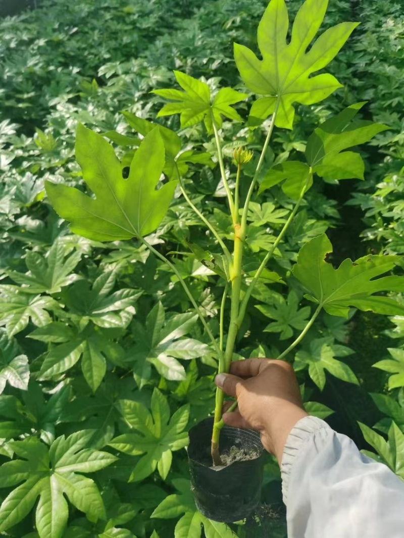 八角金盘，大量出售各规格，量大从优，欢迎大家前来选购