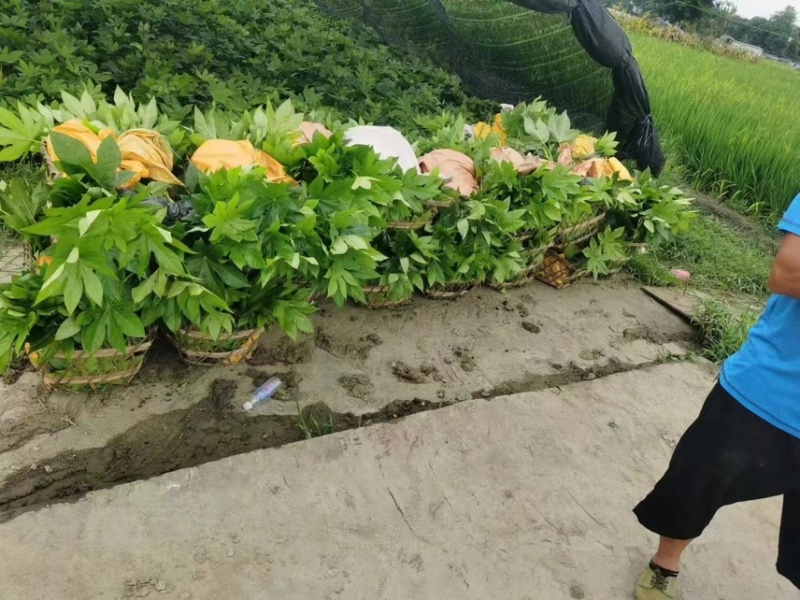 八角金盘，大量出售各规格，量大从优，欢迎大家前来选购