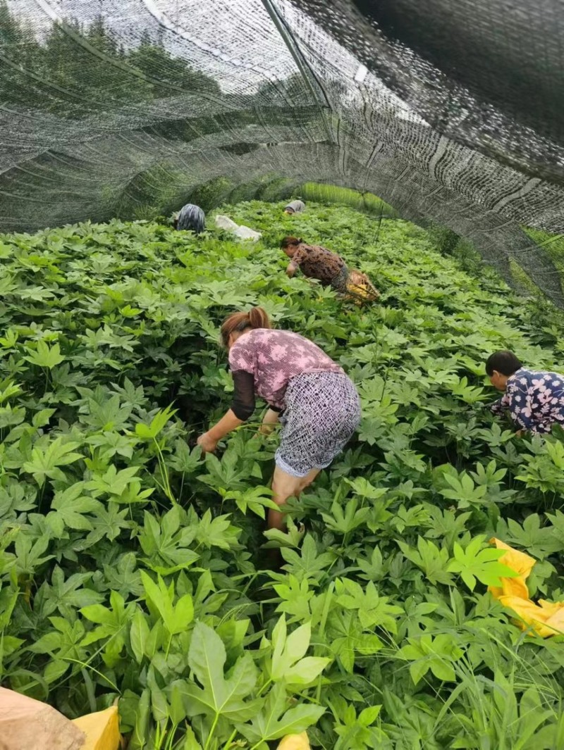 八角金盘，大量出售各规格，量大从优，欢迎大家前来选购