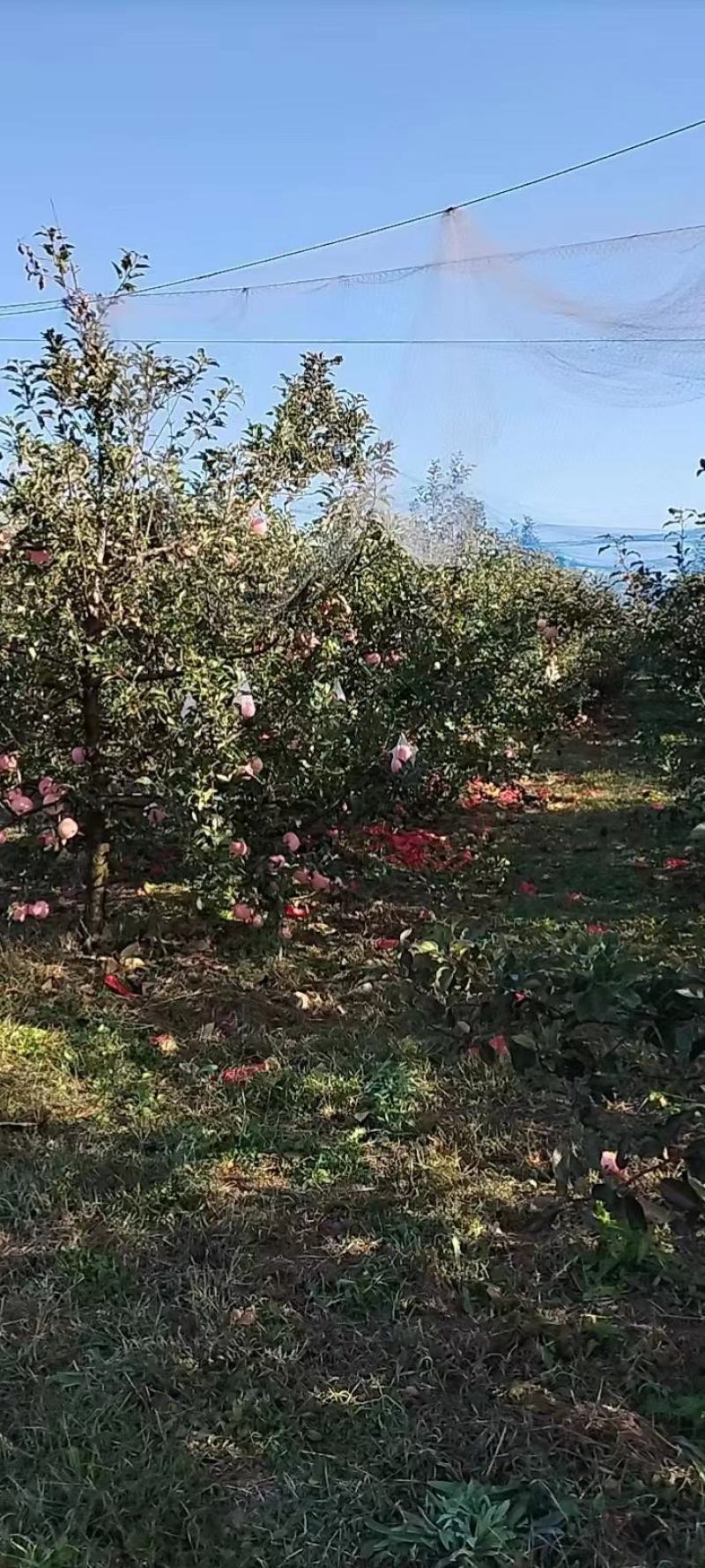 长期有货一手货源各种新鲜红富士苹果