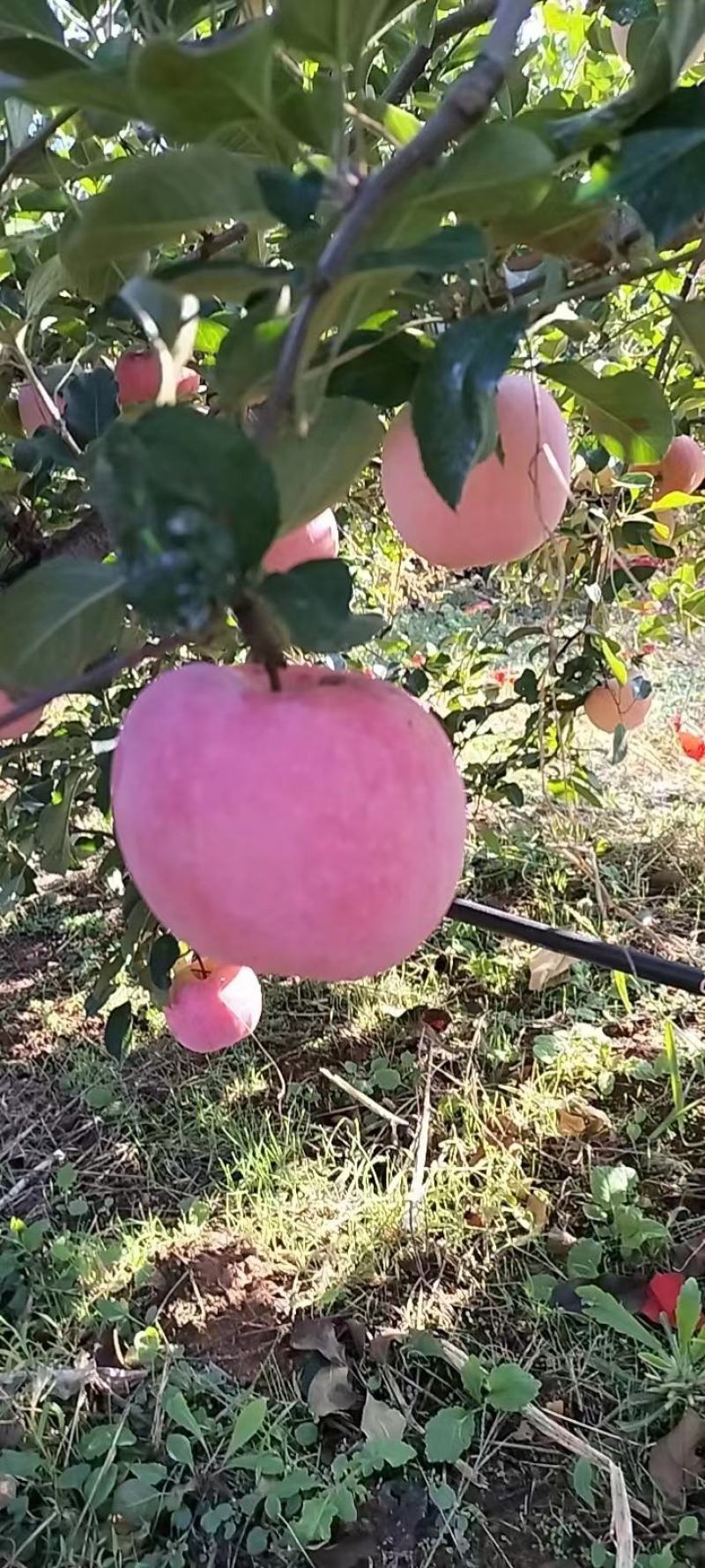 长期有货一手货源各种新鲜红富士苹果