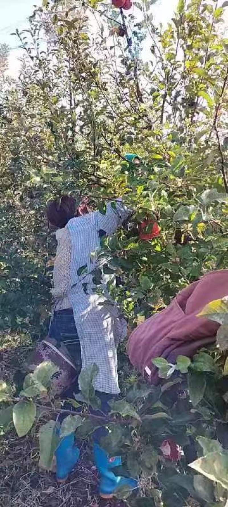 长期有货一手货源各种新鲜红富士苹果