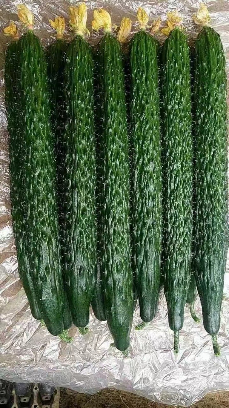 大龙长茄寿光精品蔬菜代收代发欢迎来电