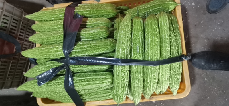 大龙长茄寿光精品蔬菜代收代发欢迎来电