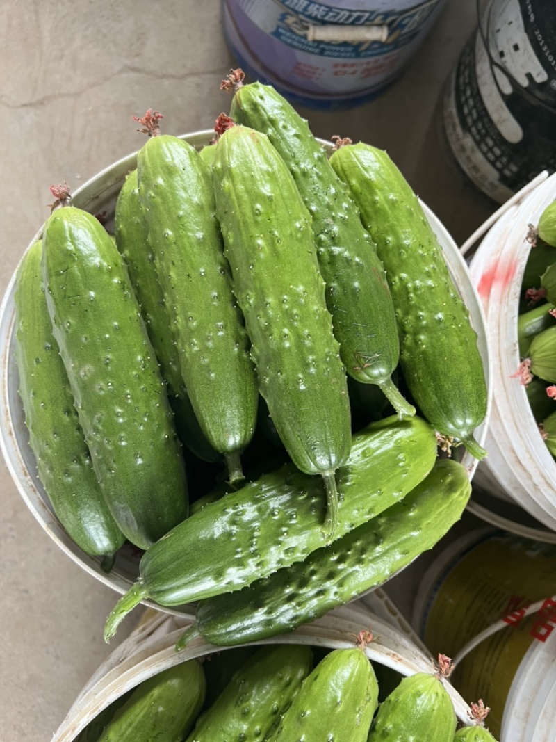 大龙长茄寿光精品蔬菜代收代发欢迎来电