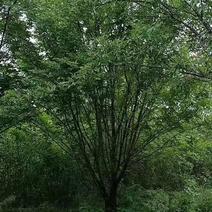 丛生白蜡树，高8.5米/冠5米左右，基地一手货源，可