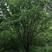 丛生白蜡树，高8.5米/冠5米左右，基地一手货源，可下单
