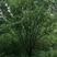 丛生白蜡树，高8.5米/冠5米左右，基地一手货源，可下单