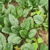 小叶菠菜