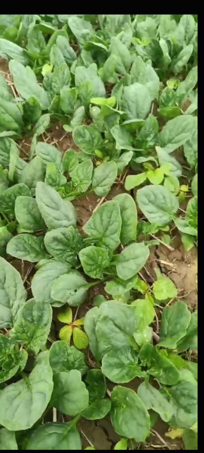 小叶菠菜