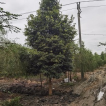 金丝楠木基地自产自销