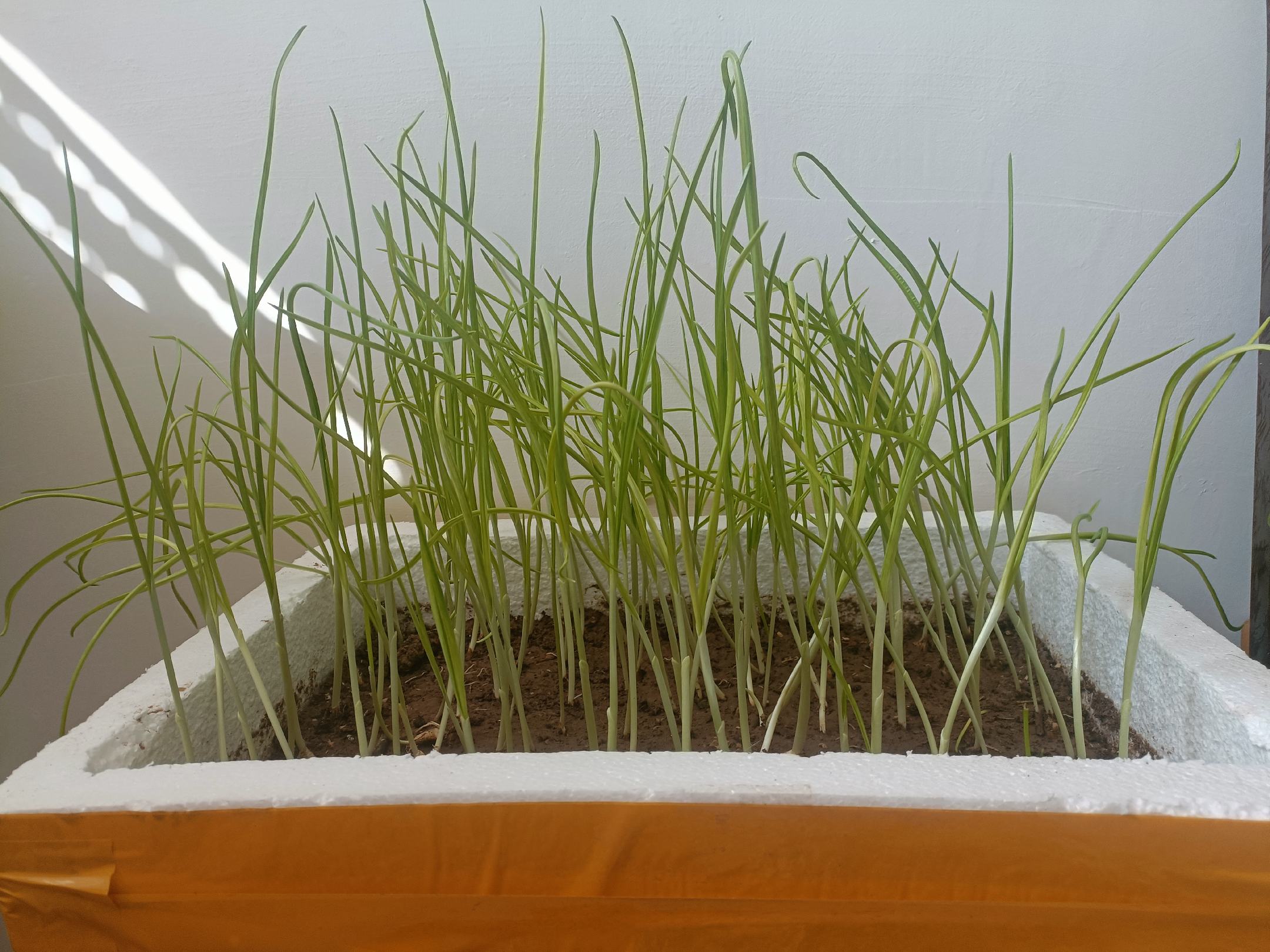 泡蒜玻璃罐整齐摆放在橱柜中,标签清晰标明日期与类型 泡蒜家庭储存示意图