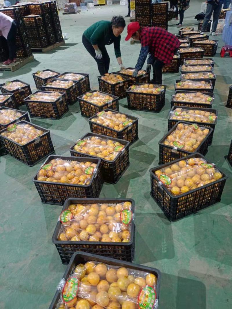 皇帝柑皇帝柑贡柑贡柑电商标果打腊果大量供应全国发货