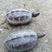 中华草龟外塘养殖4年，一手货源，质量保证，欢迎下单