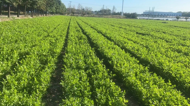 农田中芹菜种植区采用南北走向的高垄栽培模式,每垄宽60厘米,垄高20厘米,两侧设有深30厘米排水沟,远处可见自动喷灌设备正在作业,土壤疏松呈黑褐色 芹菜高垄栽培与排水沟布局示意图