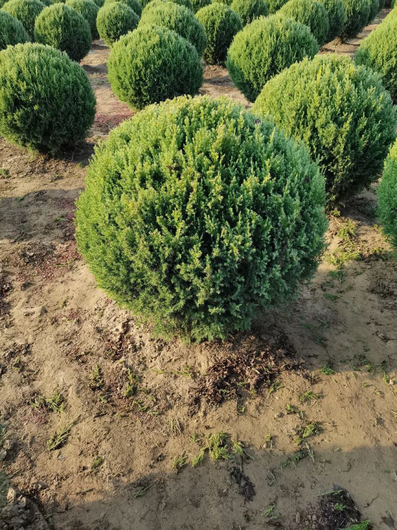 定州柏树-塔柏塔柏球侩柏球苗圃直供成活率高