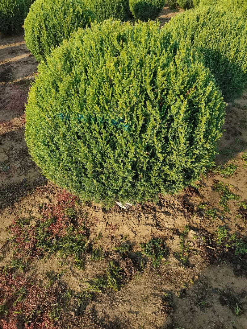 定州柏树-塔柏塔柏球侩柏球苗圃直供成活率高