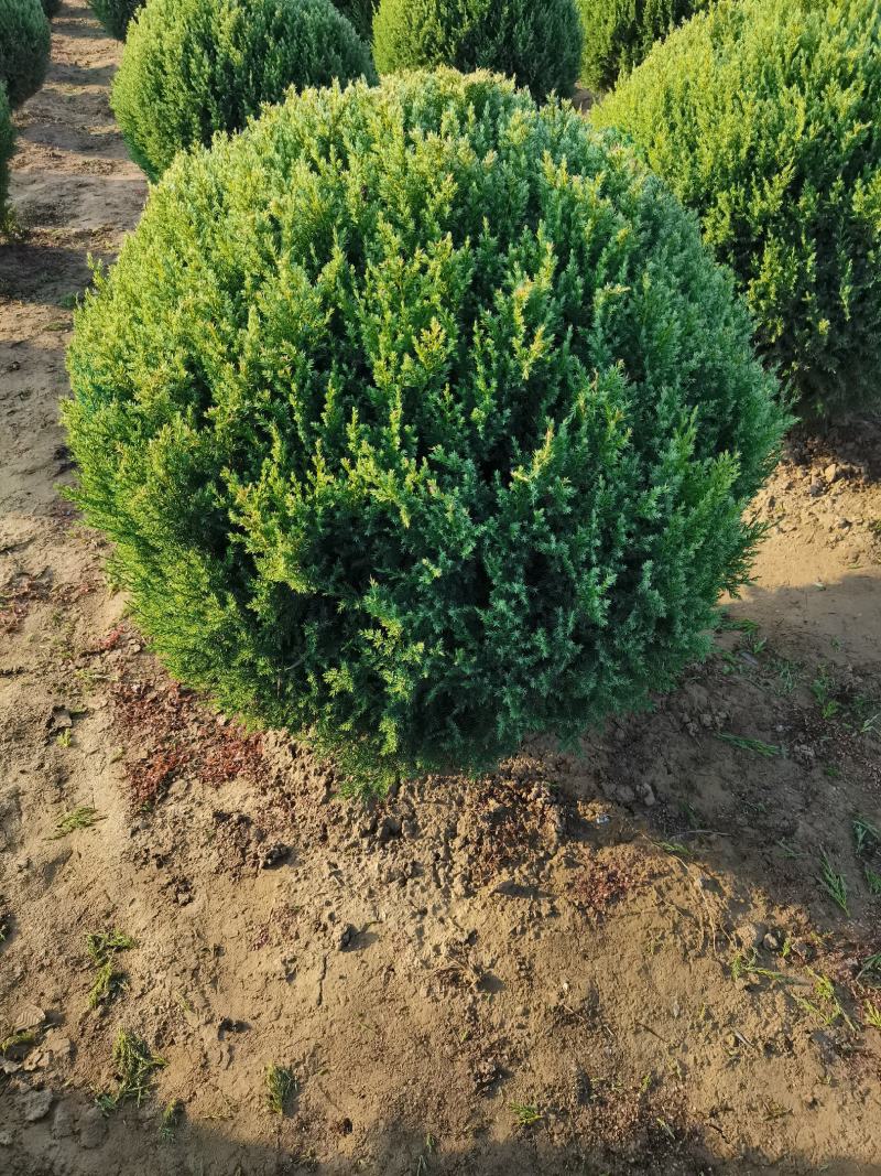 定州柏树-塔柏塔柏球侩柏球苗圃直供成活率高