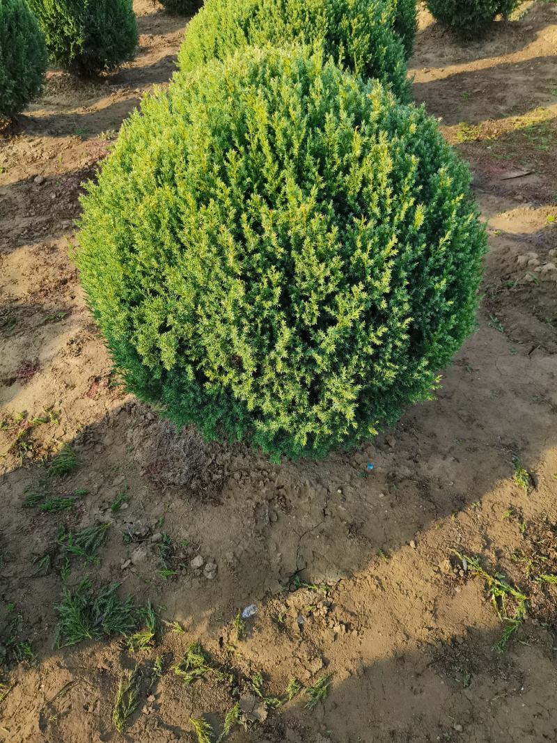 定州柏树-塔柏塔柏球侩柏球苗圃直供成活率高