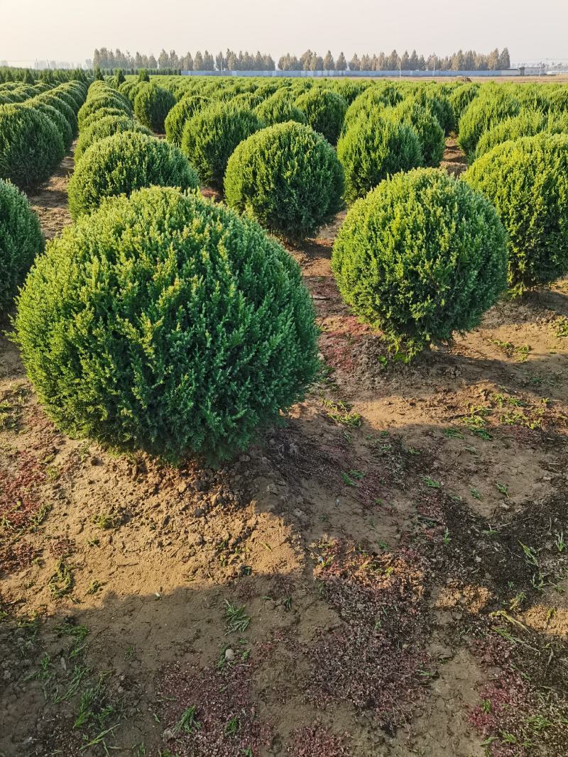 定州柏树-塔柏塔柏球侩柏球苗圃直供成活率高
