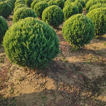 定州柏树-塔柏塔柏球侩柏球苗圃直供成活率高
