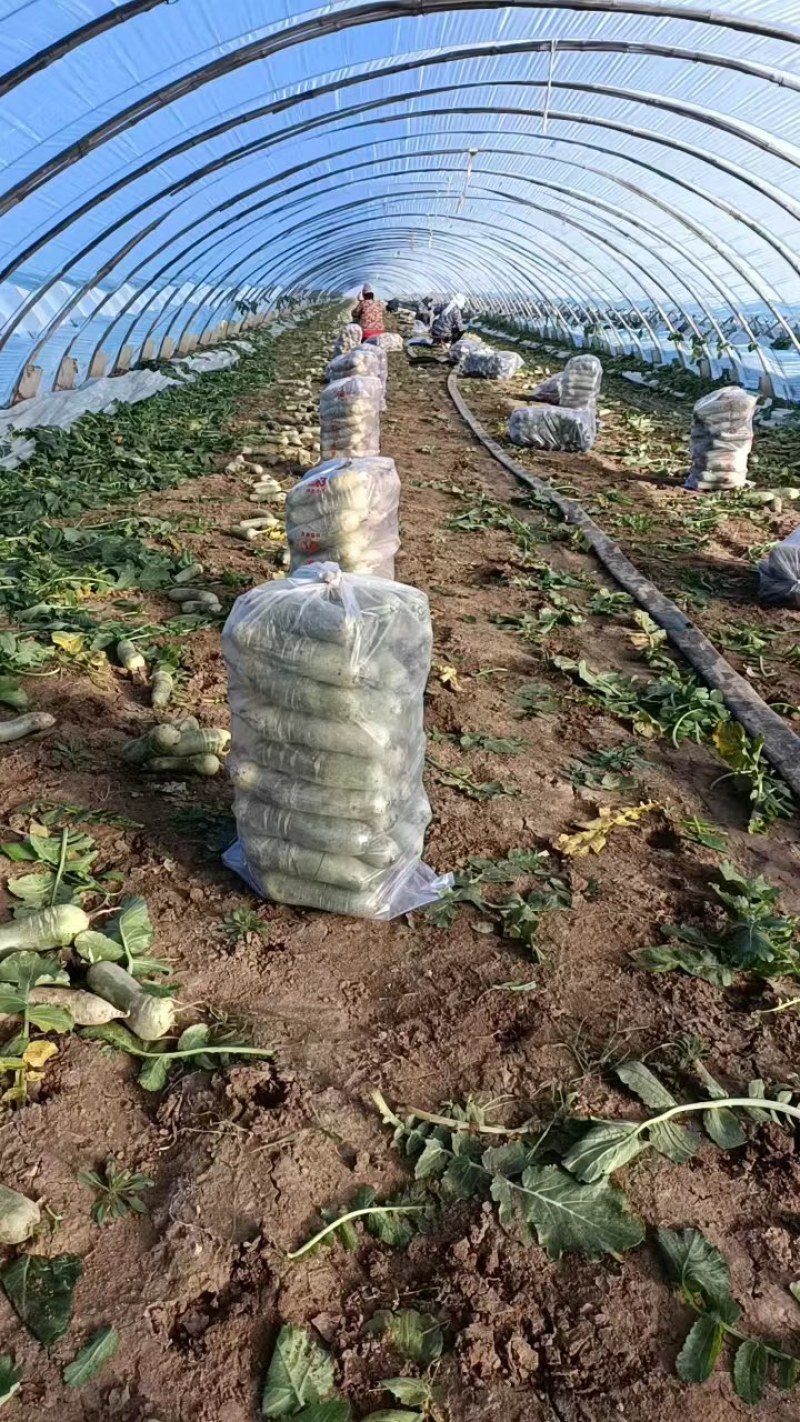 水果萝卜，青萝卜，冰激凌萝卜，沙窝萝卜，紫美人冰糖心
