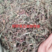 中药材批发零售软肝草软甘草铁甲草软干草益肝草含