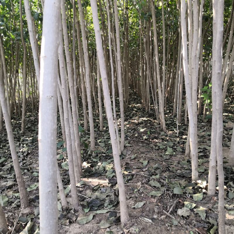1.5公分2公分3公4公分杜仲树苗价格药材杜仲绿化苗