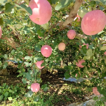 山东淄博市沂源县，沂蒙山，红富士苹果大量上市中。