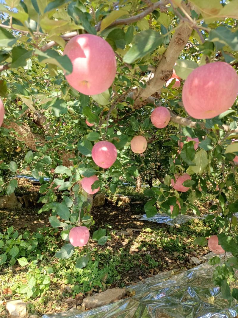 山东淄博市沂源县，沂蒙山，红富士苹果大量上市中。